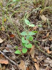 Matelea cynanchoides