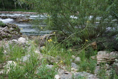 Sisymbrium heteromallum