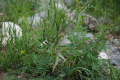 Sisymbrium heteromallum