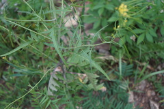 Sisymbrium heteromallum