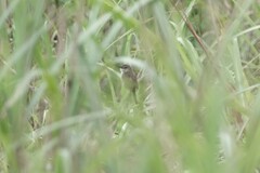 Prinia striata
