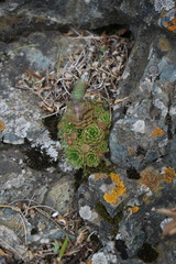 Orostachys spinosa