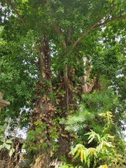 Couroupita guianensis
