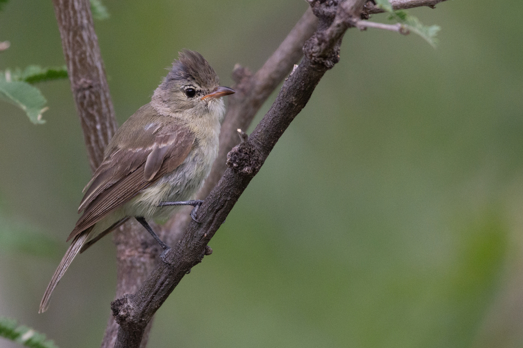 Northern Beardless-Tyrannulet