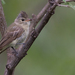 Northern Beardless-Tyrannulet - Photo (c) Owen Sinkus, some rights reserved (CC BY-NC-ND), uploaded by Owen Sinkus