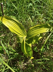 Veratrum oxysepalum