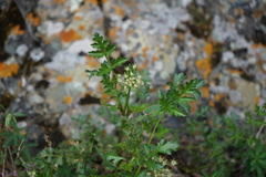 Kitagawia baicalensis