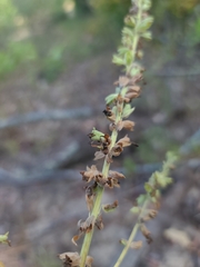 Salvia azurea