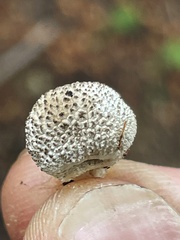 Lycoperdon subcretaceum