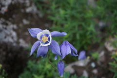 Aquilegia jucunda