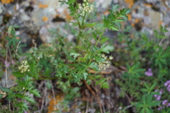 Kitagawia baicalensis