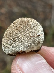 Lycoperdon subcretaceum