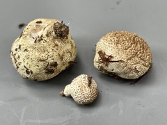 Lycoperdon subcretaceum