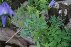 Aquilegia jucunda