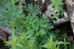 Aquilegia jucunda