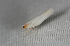 Neocenchrea heidemanni