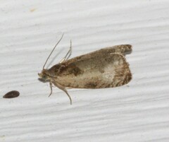 Olethreutes punctanum