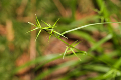 Carex collinsii