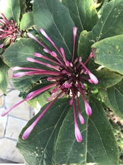 Clerodendrum quadriloculare