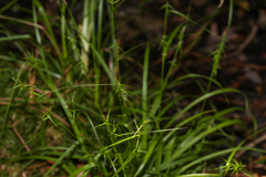 Carex collinsii