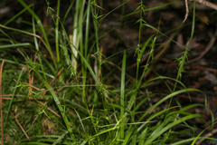Carex collinsii
