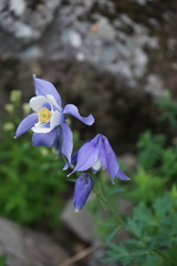 Aquilegia jucunda