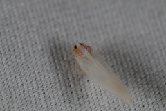 Neocenchrea heidemanni