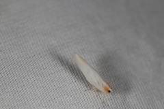 Neocenchrea heidemanni