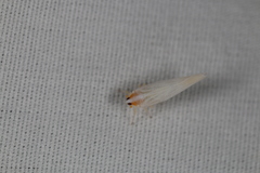 Neocenchrea heidemanni