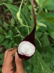 Aristolochia nelsonii