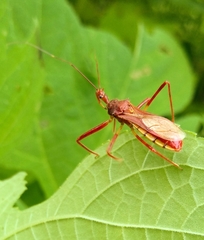 Rocconota tuberculigera