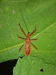 Rocconota tuberculigera