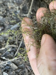 Fissidens fontanus