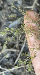 Fissidens fontanus