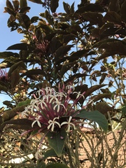Clerodendrum quadriloculare