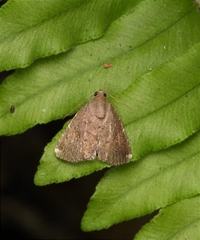 Amyna axis