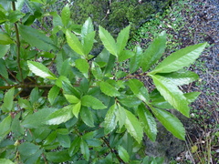 Ascarina lucida lanceolata