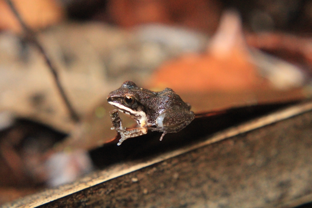 Smith's Pygmy Robber Frog