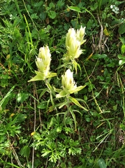 Castilleja pallida