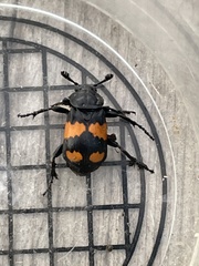 Nicrophorus hebes