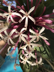 Clerodendrum quadriloculare