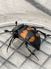 Nicrophorus hebes