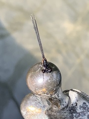 Prodasineura verticalis