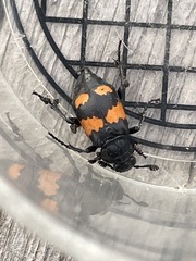 Nicrophorus hebes