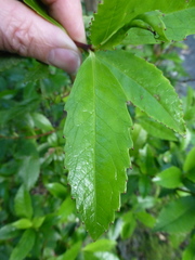 Ascarina lucida lanceolata