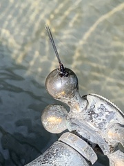 Prodasineura verticalis