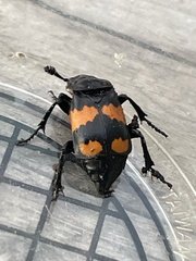 Nicrophorus hebes