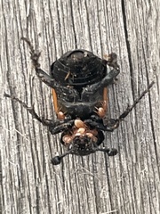 Nicrophorus hebes