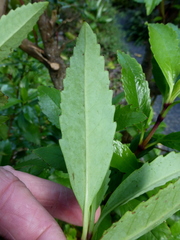 Ascarina lucida lanceolata