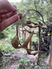 Aristolochia maxima